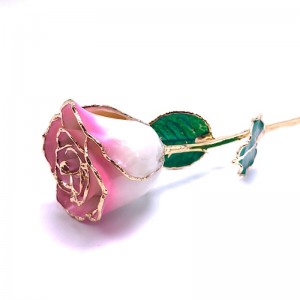 24K Gold Dipped Pink & Cream Rose