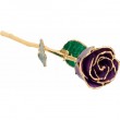 24K   Gold Dip Purple Rose